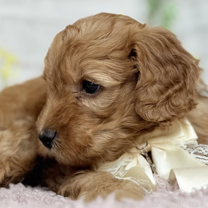 販売中の埼玉県のゴールデンドゥードル:ゴールデンレトリーバー×プードル-448674の11枚目