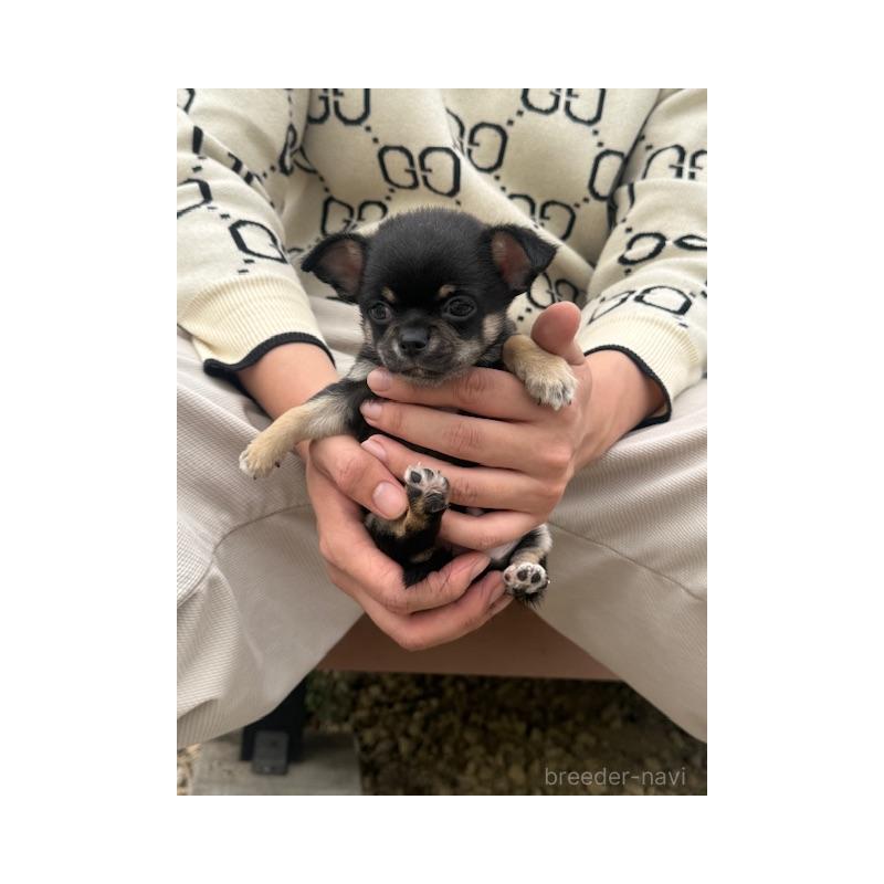 販売中の愛知県のチワワ(スムースコート)-448676の2枚目