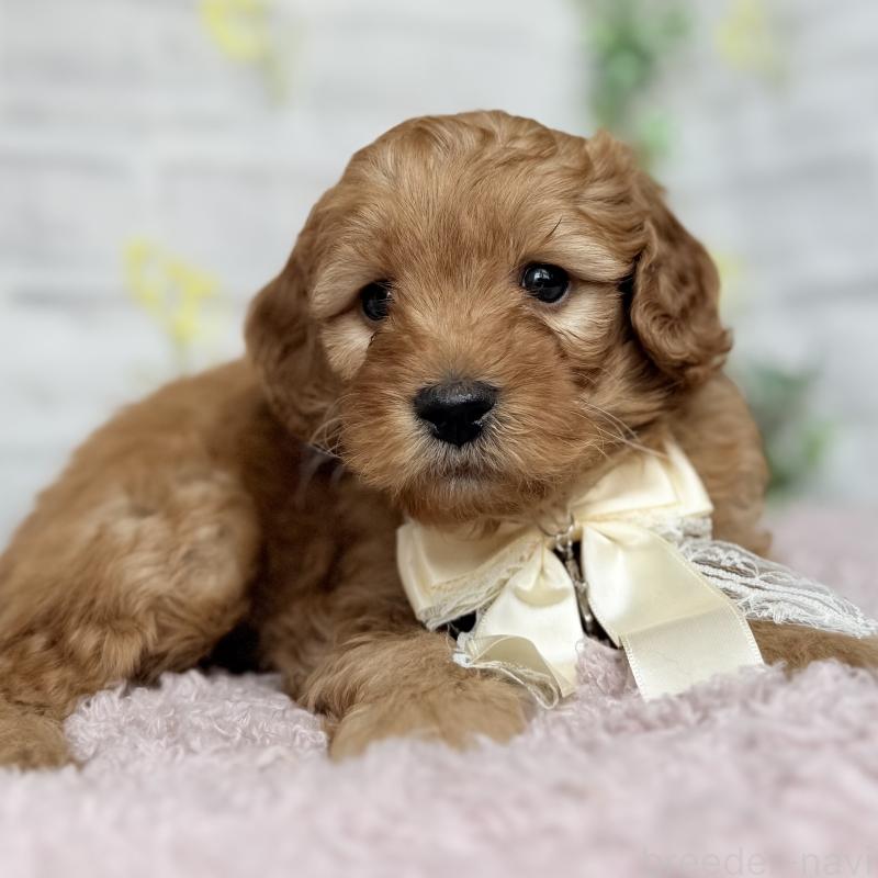 販売中の埼玉県のゴールデンドゥードル:ゴールデンレトリーバー×プードル-448674の10枚目