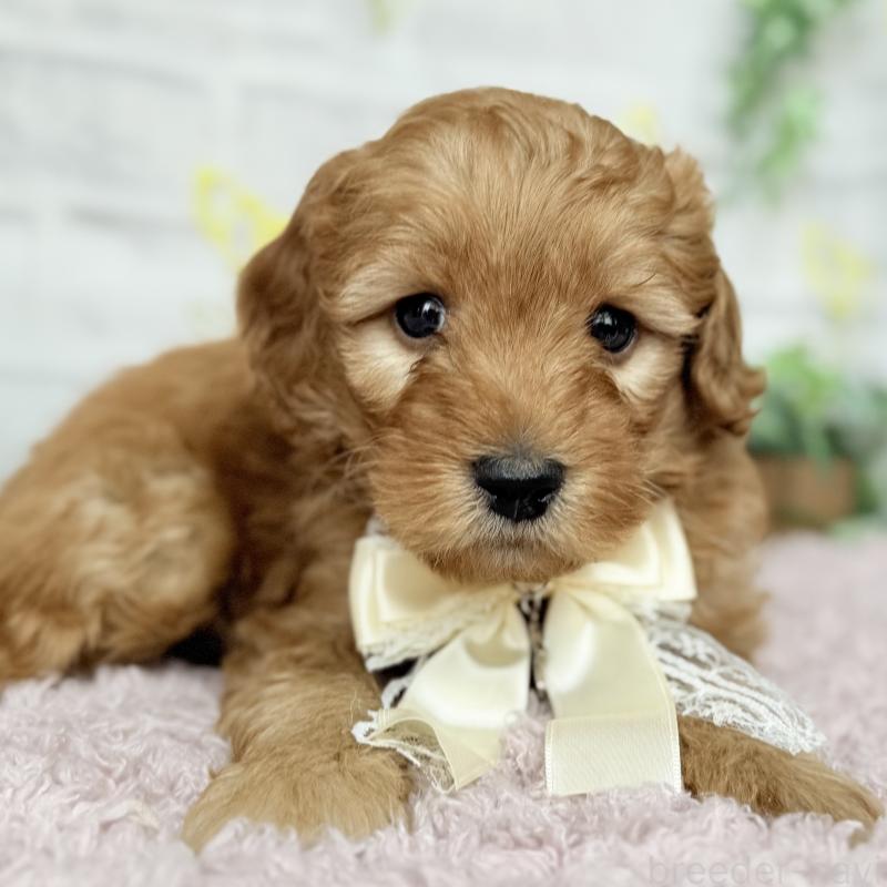 販売中の埼玉県のゴールデンドゥードル:ゴールデンレトリーバー×プードル-448674の9枚目