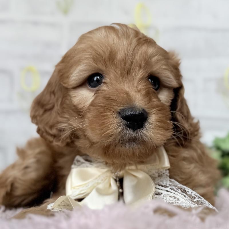 販売中の埼玉県のゴールデンドゥードル:ゴールデンレトリーバー×プードル-448674の8枚目