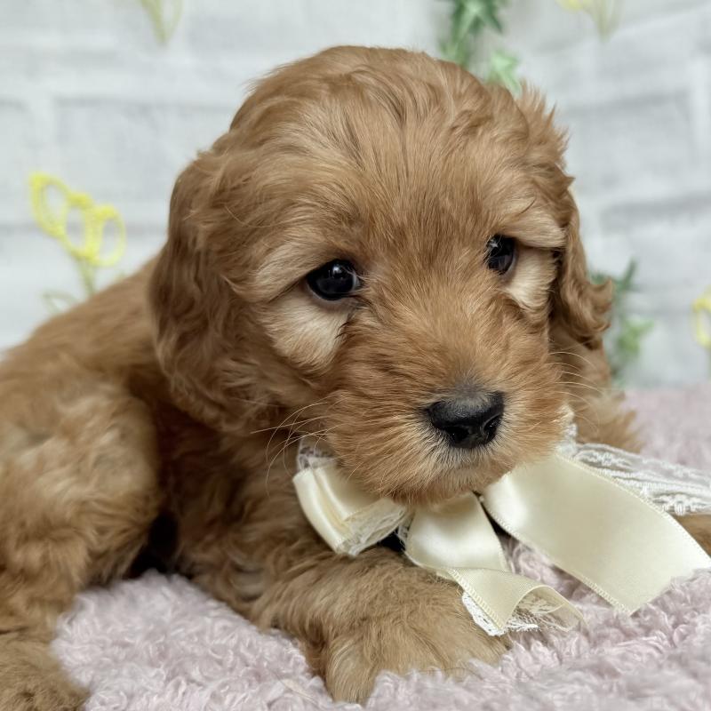 販売中の埼玉県のゴールデンドゥードル:ゴールデンレトリーバー×プードル-448674の7枚目