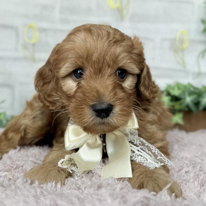 販売中の埼玉県のゴールデンドゥードル:ゴールデンレトリーバー×プードル-448674の6枚目