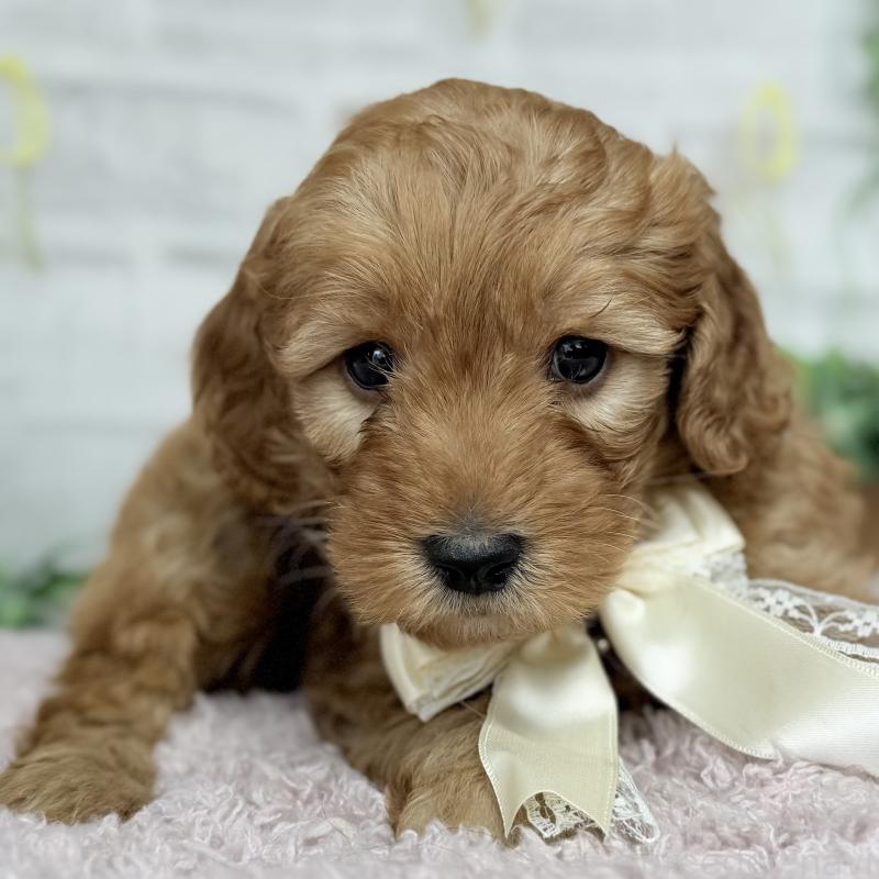 販売中の埼玉県のゴールデンドゥードル:ゴールデンレトリーバー×プードル-448674の5枚目