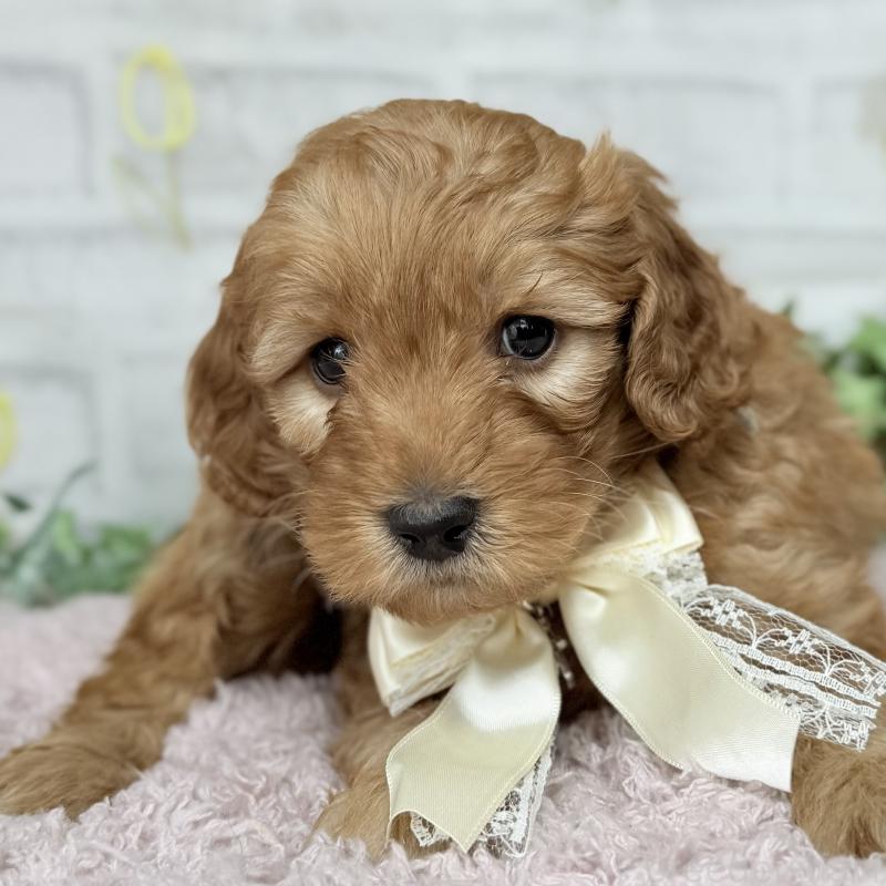 販売中の埼玉県のゴールデンドゥードル:ゴールデンレトリーバー×プードル-448674の4枚目