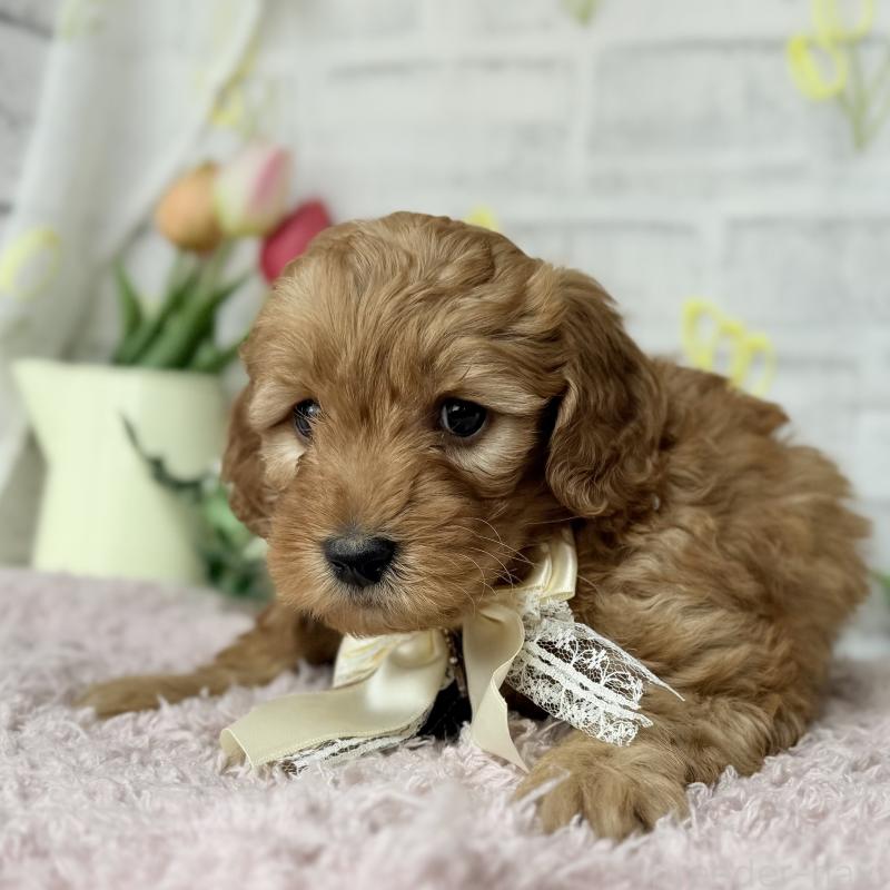 販売中の埼玉県のゴールデンドゥードル:ゴールデンレトリーバー×プードル-448674の3枚目