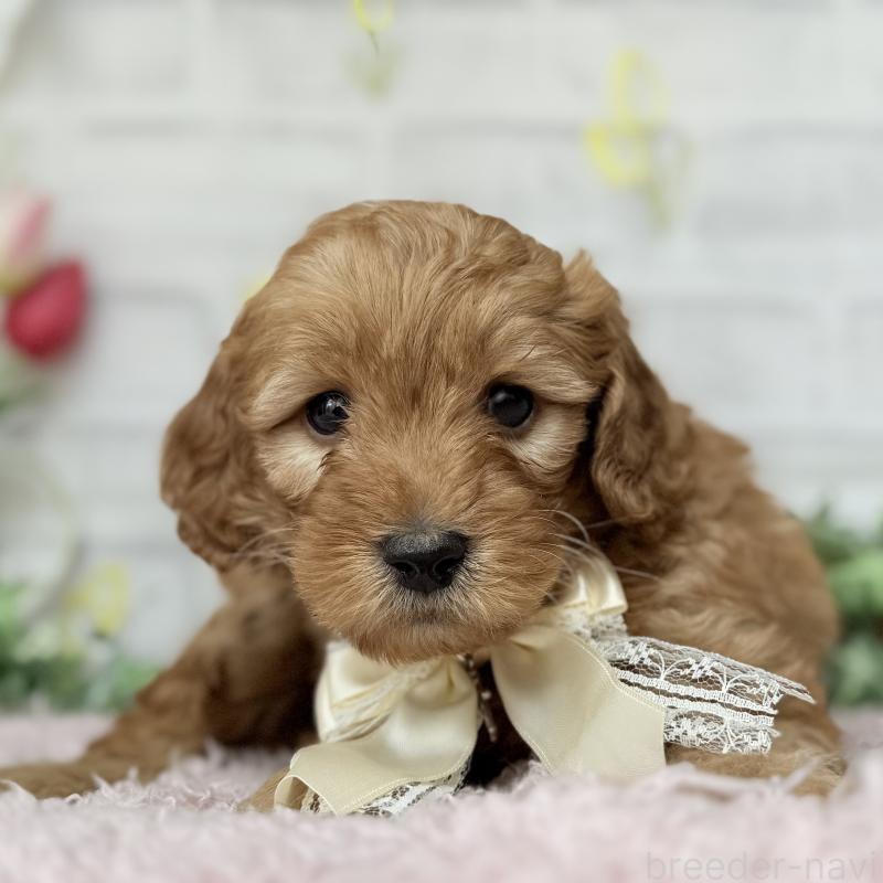 販売中の埼玉県のゴールデンドゥードル:ゴールデンレトリーバー×プードル-448674の2枚目