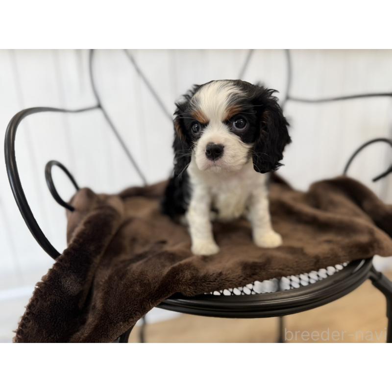 販売中の福岡県のキャバリアキングチャールズスパニエル-448675の1枚目