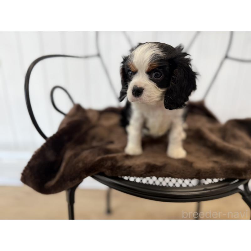 販売中の福岡県のキャバリアキングチャールズスパニエル-448675の5枚目