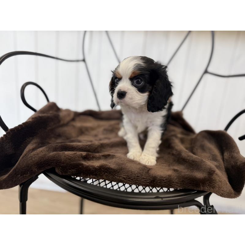 販売中の福岡県のキャバリアキングチャールズスパニエル-448675の4枚目