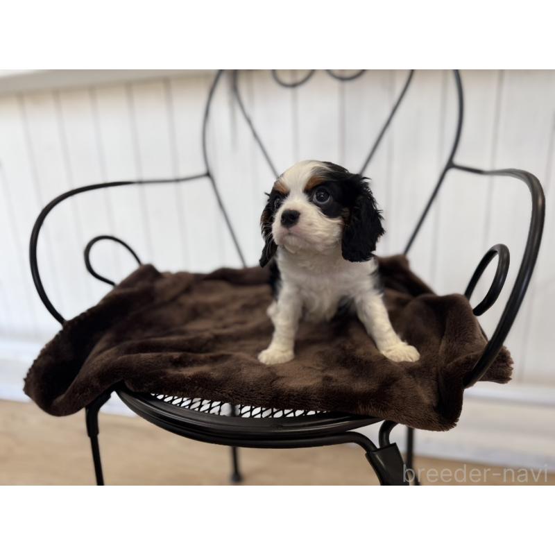 販売中の福岡県のキャバリアキングチャールズスパニエル-448675の3枚目