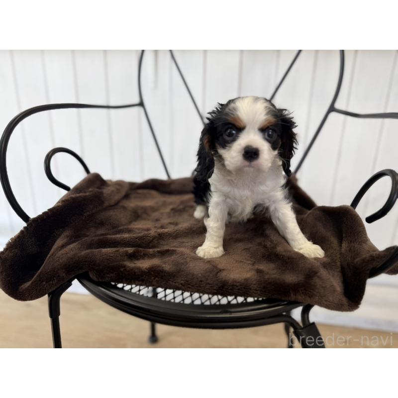 販売中の福岡県のキャバリアキングチャールズスパニエル-448675の2枚目