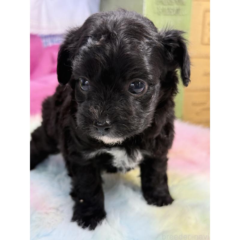 販売中の宮崎県のチワプー:チワワ×トイプードル-446278の8枚目