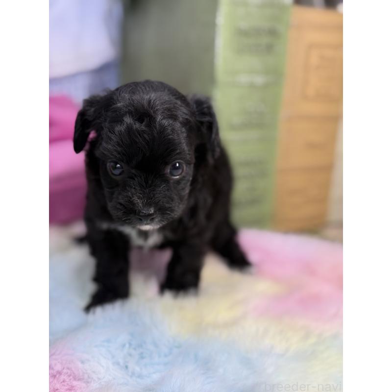 販売中の宮崎県のチワプー:チワワ×トイプードル-446278の7枚目