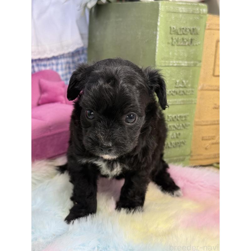 販売中の宮崎県のチワプー:チワワ×トイプードル-446278の6枚目