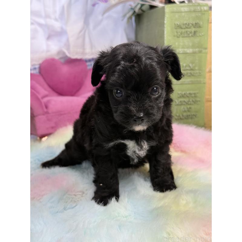 販売中の宮崎県のチワプー:チワワ×トイプードル-446278の5枚目