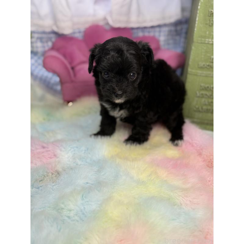 販売中の宮崎県のチワプー:チワワ×トイプードル-446278の4枚目