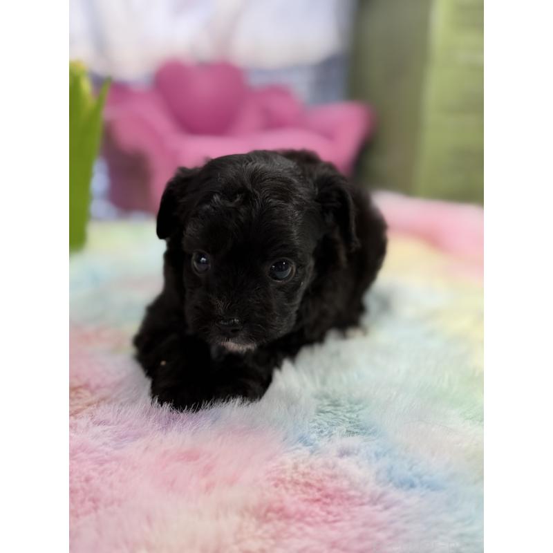 販売中の宮崎県のチワプー:チワワ×トイプードル-446278の3枚目