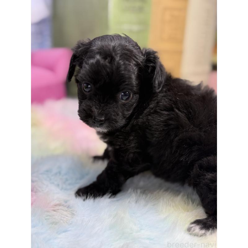 販売中の宮崎県のチワプー:チワワ×トイプードル-446278の2枚目