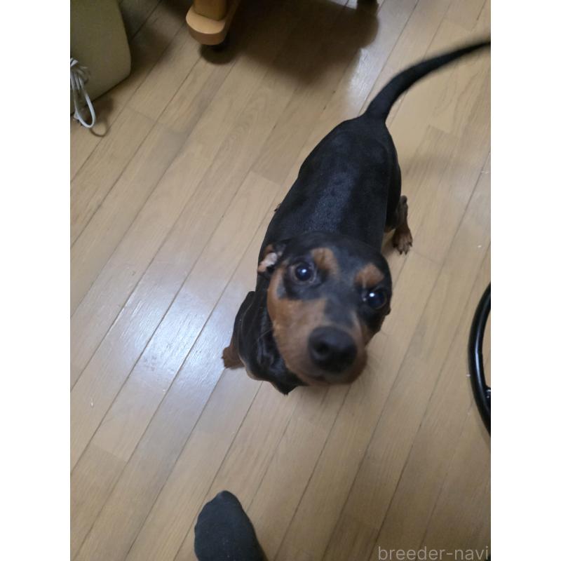 まゆこちゃん1枚目