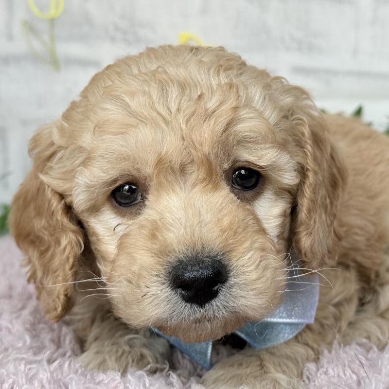 販売中の埼玉県のゴールデンドゥードル:ゴールデンレトリーバー×プードル-448679