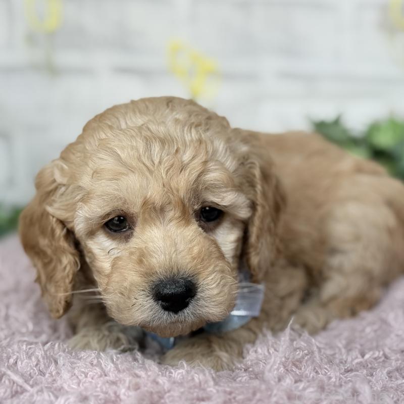 販売中の埼玉県のゴールデンドゥードル:ゴールデンレトリーバー×プードル-448679の10枚目