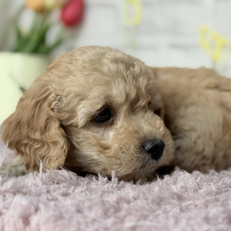 販売中の埼玉県のゴールデンドゥードル:ゴールデンレトリーバー×プードル-448679の9枚目