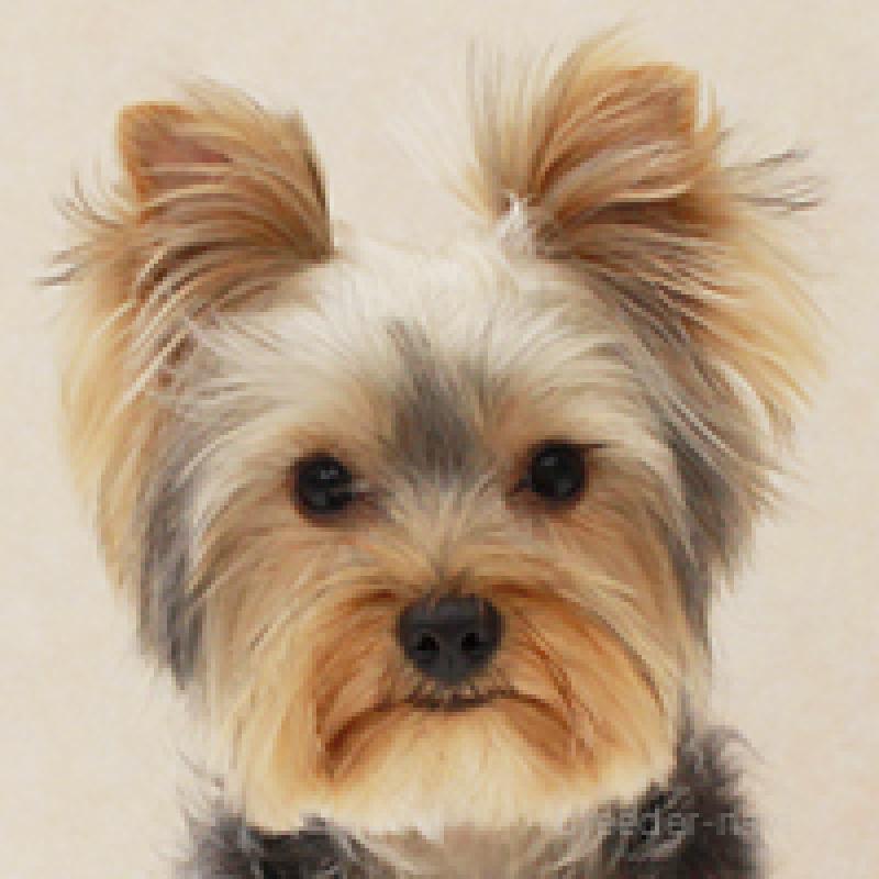 ミシェルちゃん1枚目