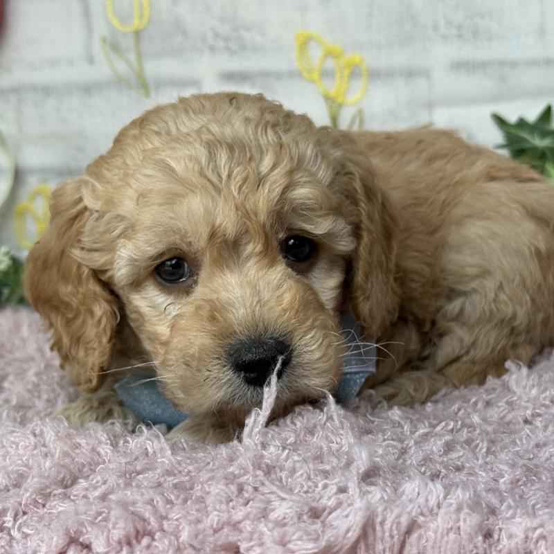 販売中の埼玉県のゴールデンドゥードル:ゴールデンレトリーバー×プードル-448679の8枚目