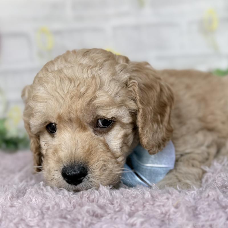 販売中の埼玉県のゴールデンドゥードル:ゴールデンレトリーバー×プードル-448679の7枚目