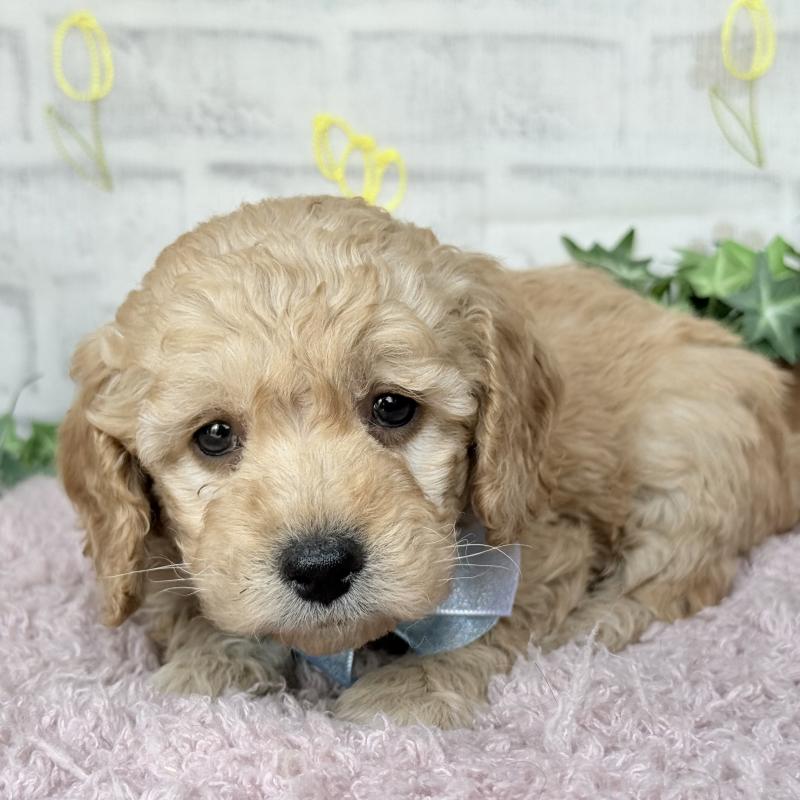 販売中の埼玉県のゴールデンドゥードル:ゴールデンレトリーバー×プードル-448679の6枚目