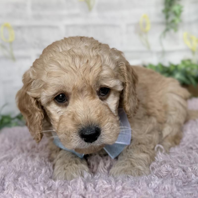 販売中の埼玉県のゴールデンドゥードル:ゴールデンレトリーバー×プードル-448679の5枚目