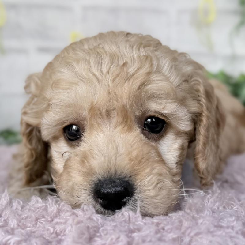 販売中の埼玉県のゴールデンドゥードル:ゴールデンレトリーバー×プードル-448679の3枚目