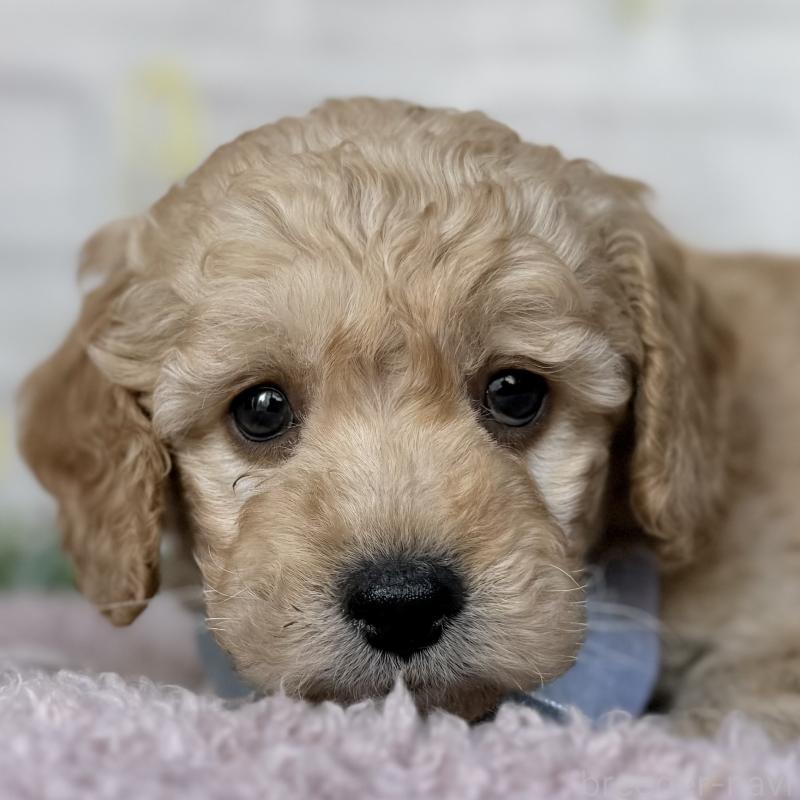 販売中の埼玉県のゴールデンドゥードル:ゴールデンレトリーバー×プードル-448679の2枚目