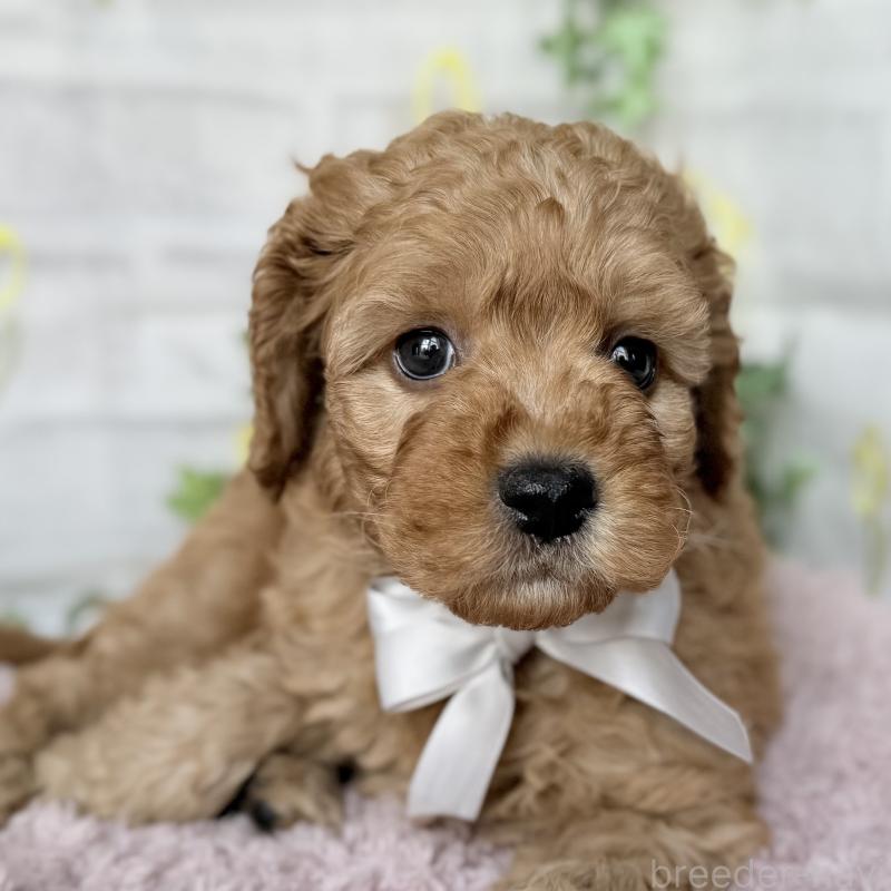 販売中の埼玉県のゴールデンドゥードル:ゴールデンレトリーバー×プードル-448681