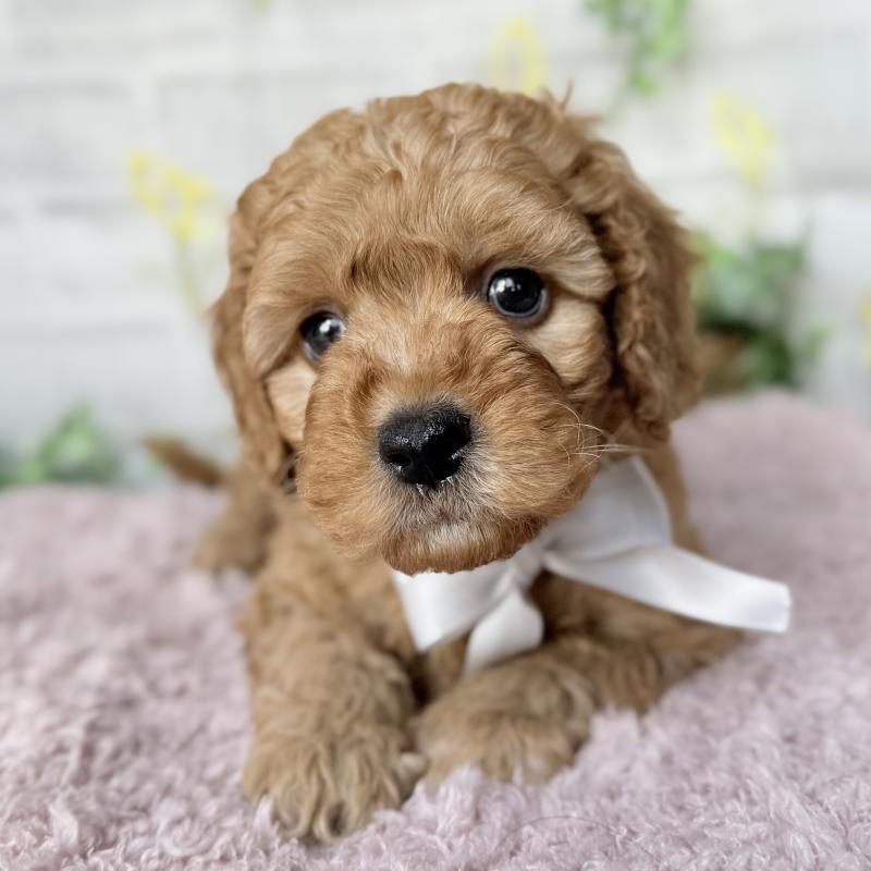 販売中の埼玉県のゴールデンドゥードル:ゴールデンレトリーバー×プードル-448681の13枚目