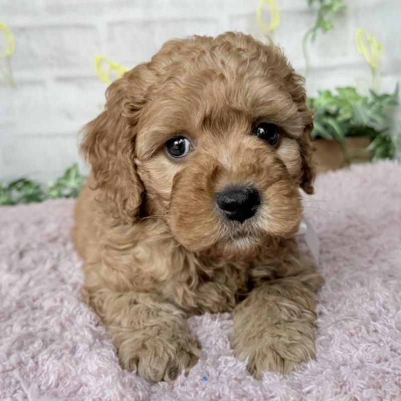 販売中の埼玉県のゴールデンドゥードル:ゴールデンレトリーバー×プードル-448681の12枚目