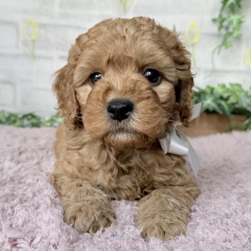 販売中の埼玉県のゴールデンドゥードル:ゴールデンレトリーバー×プードル-448681の10枚目