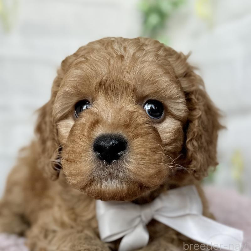 販売中の埼玉県のゴールデンドゥードル:ゴールデンレトリーバー×プードル-448681の9枚目