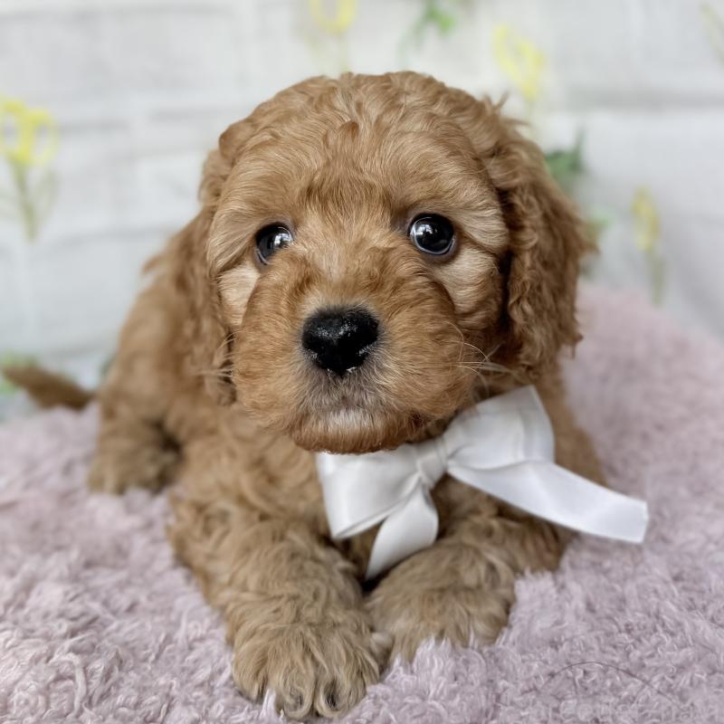 販売中の埼玉県のゴールデンドゥードル:ゴールデンレトリーバー×プードル-448681の8枚目