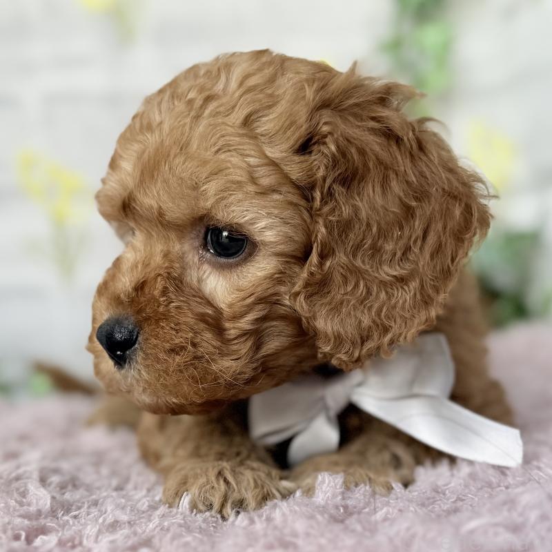 販売中の埼玉県のゴールデンドゥードル:ゴールデンレトリーバー×プードル-448681の6枚目