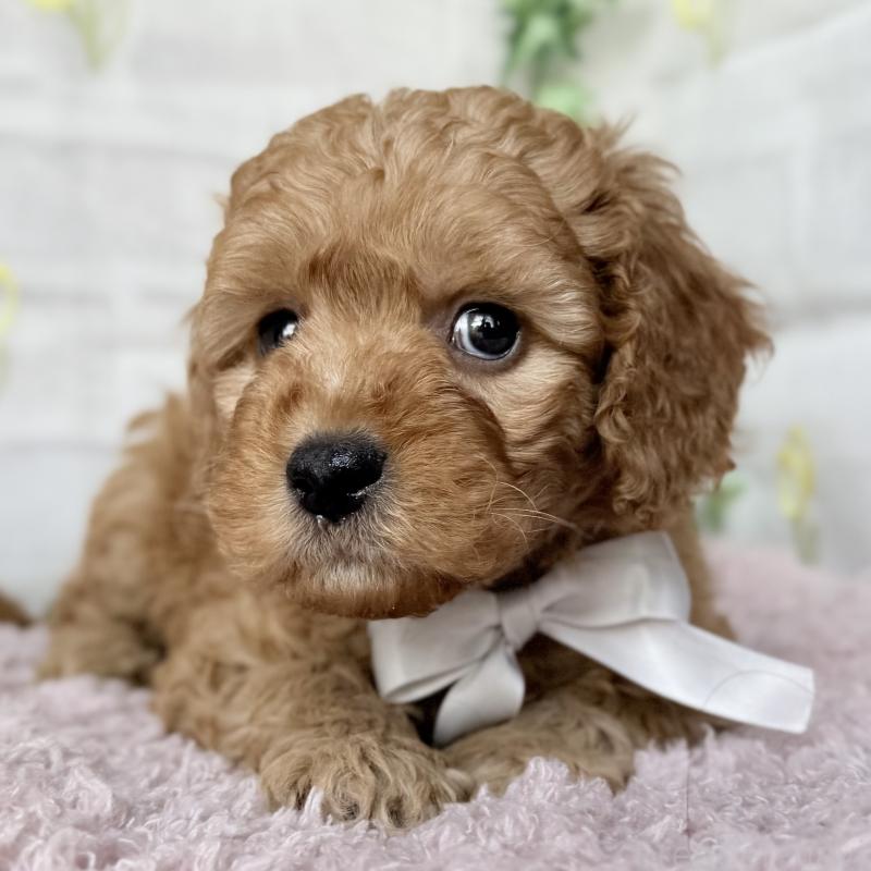 販売中の埼玉県のゴールデンドゥードル:ゴールデンレトリーバー×プードル-448681の5枚目