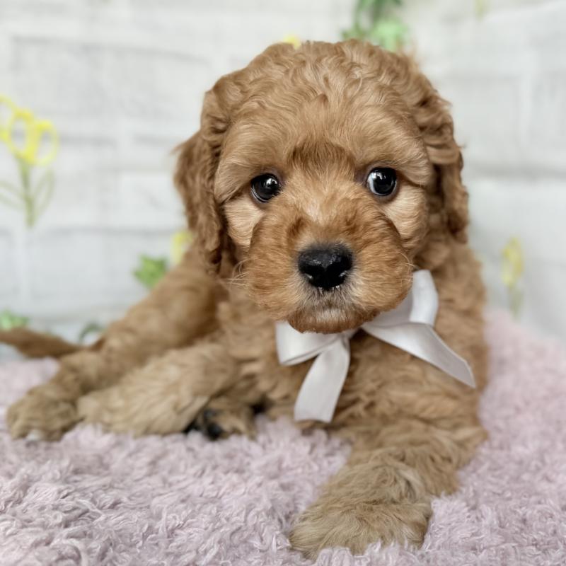 販売中の埼玉県のゴールデンドゥードル:ゴールデンレトリーバー×プードル-448681の4枚目