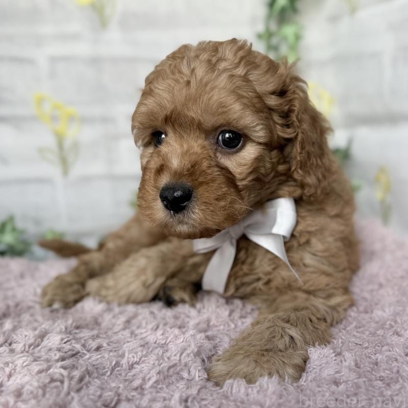 販売中の埼玉県のゴールデンドゥードル:ゴールデンレトリーバー×プードル-448681の3枚目