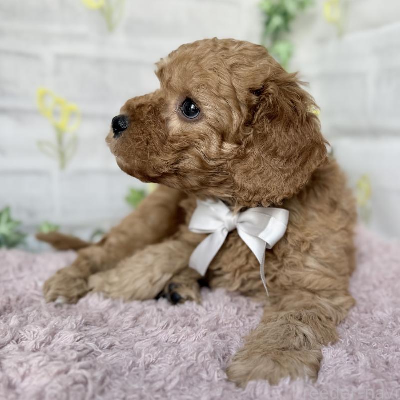 販売中の埼玉県のゴールデンドゥードル:ゴールデンレトリーバー×プードル-448681の2枚目