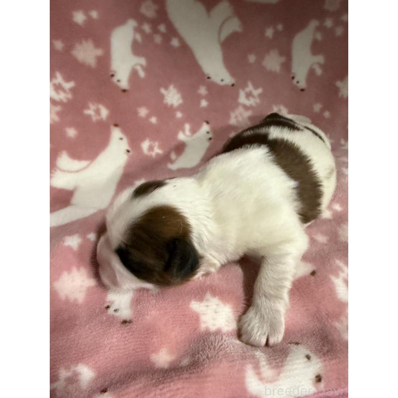 販売中の長野県のシーズー-448682の6枚目