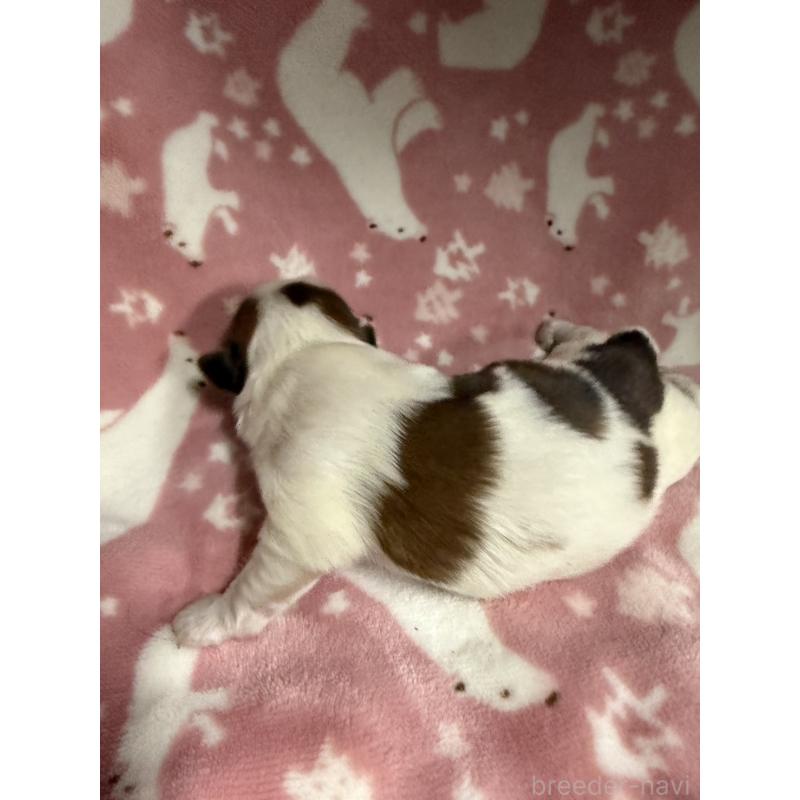 販売中の長野県のシーズー-448682の5枚目