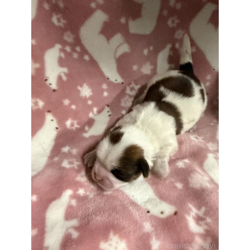 販売中の長野県のシーズー-448682の4枚目