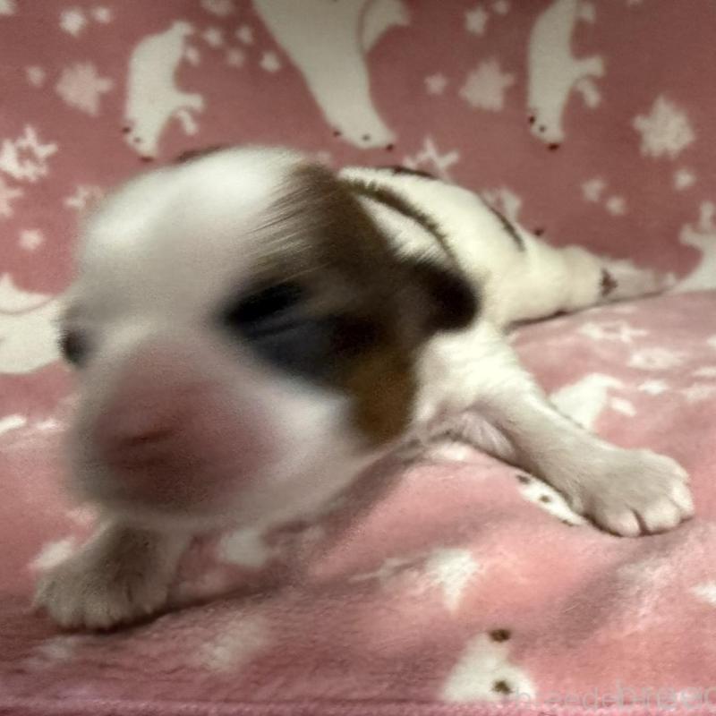 販売中の長野県のシーズー-448682の3枚目