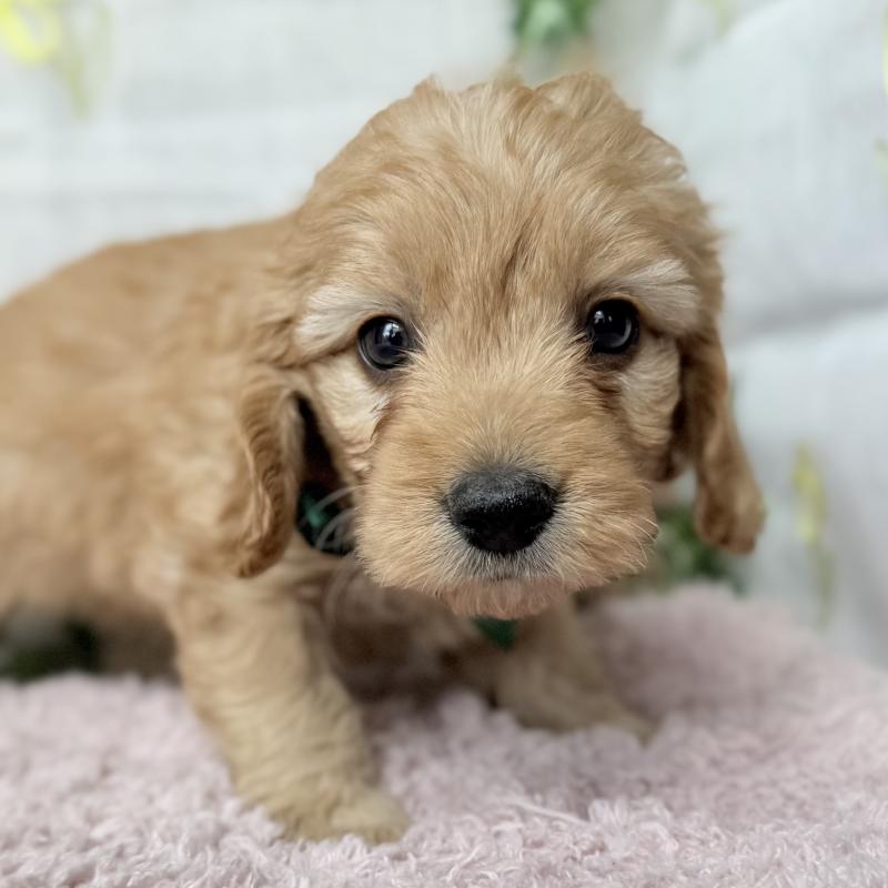 販売中の埼玉県のゴールデンドゥードル:ゴールデンレトリーバー×プードル-448683の9枚目